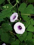 Image of Ipomoea ramosissima (Poir.) Choisy