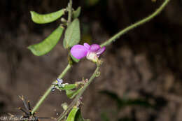 Phaseolus micranthus Hook. & Arn. resmi