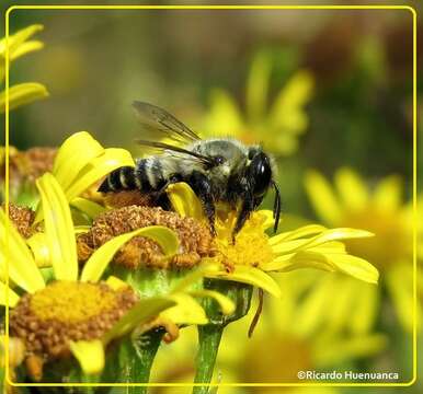 Imagem de Megachile pollinosa Spinola 1851