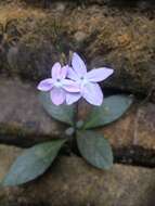 Image of Pseuderanthemum latifolium (Vahl) B. Hansen