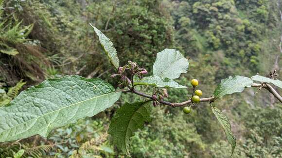 Image of <i>Solanum peikuoensis</i>