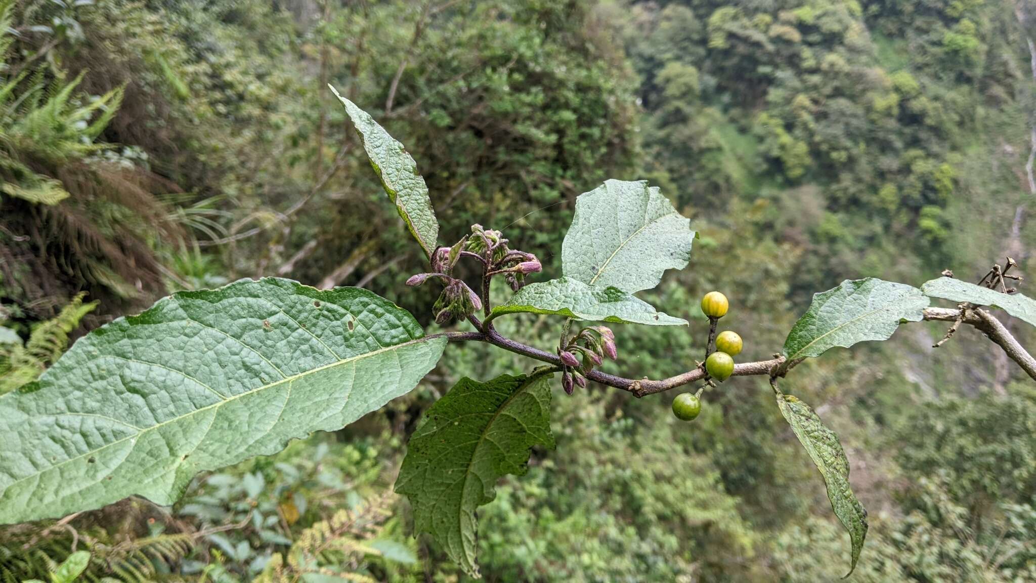 Image de <i>Solanum peikuoensis</i>