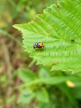 Imagem de Griburius scutellaris (Fabricius 1801)