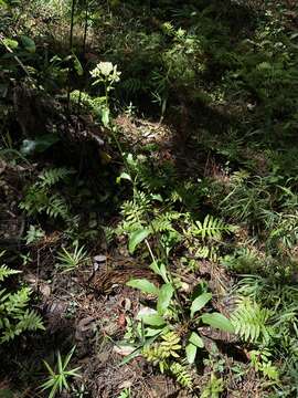 Image of Georgia Indian-Plantain