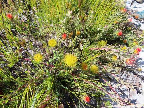 Image of Leucospermum gracile (Salisb. ex Knight) Rourke