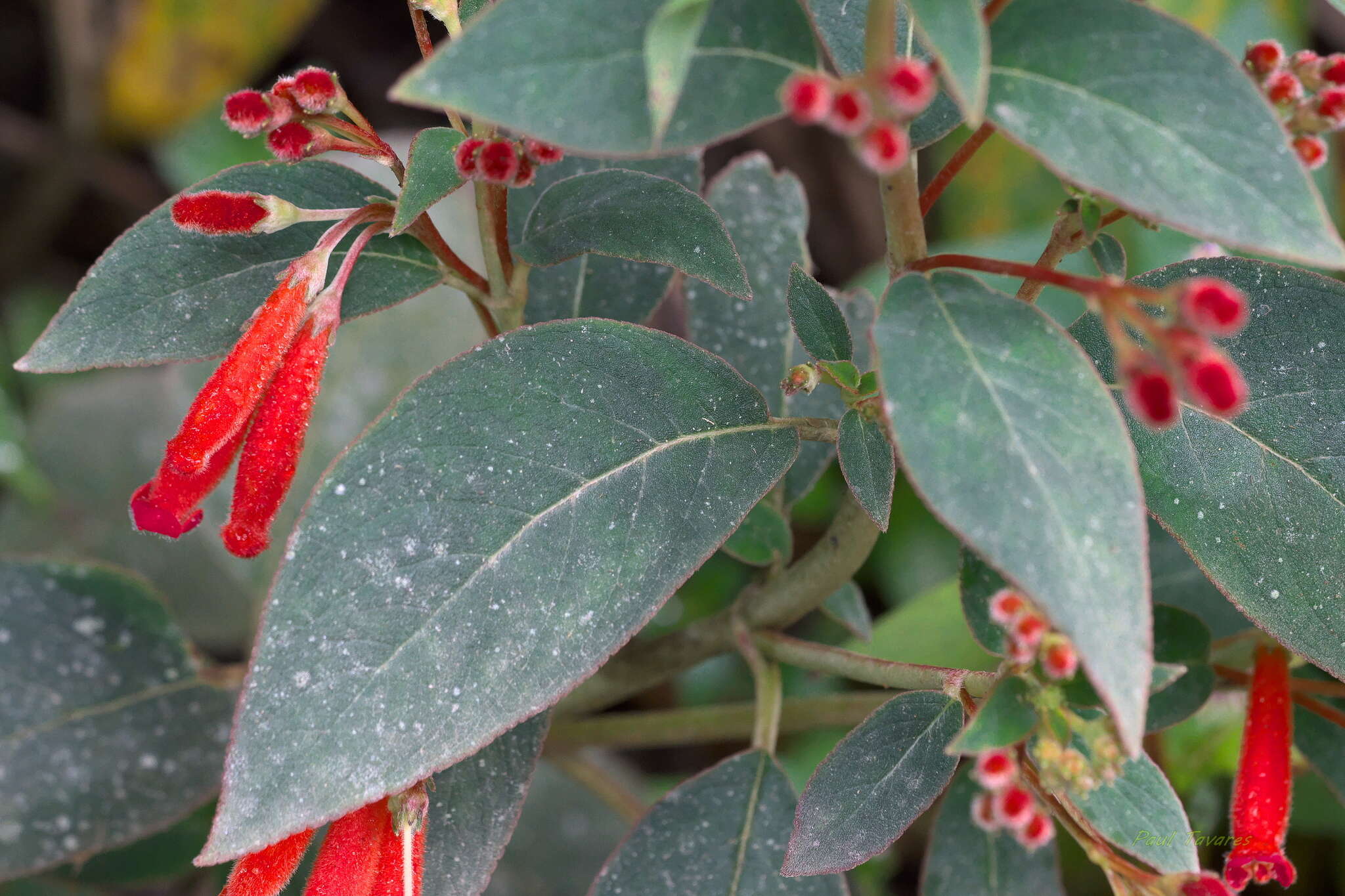 Image of Kohleria trianae (Regel) Hanst.