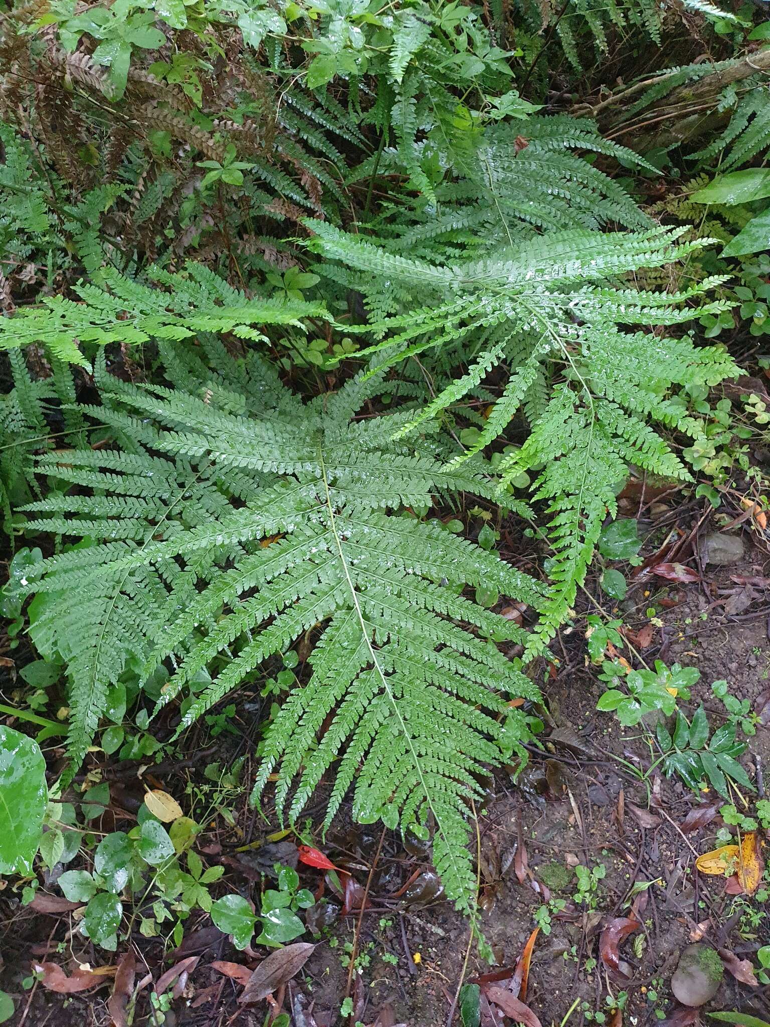 Plancia ëd Microlepia strigosa (Thunb.) C. Presl