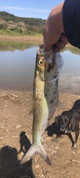 Image of Skipjack Herring