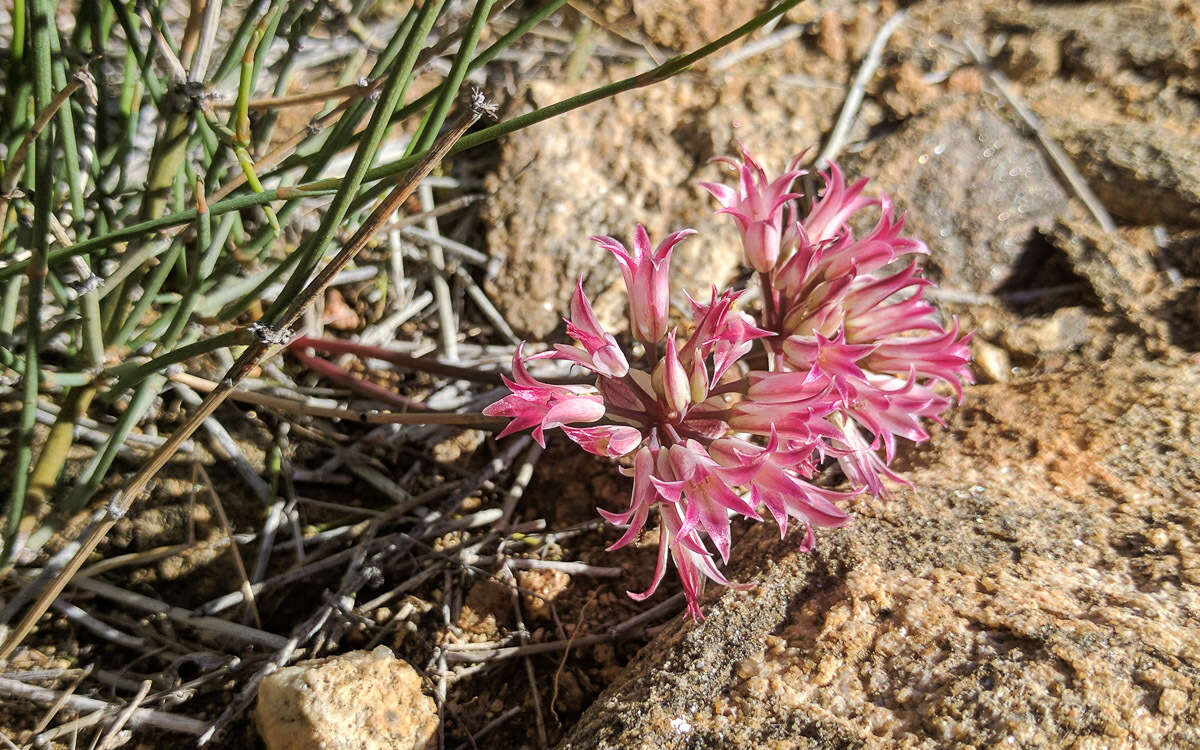 Image of Parish's onion