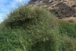 Image of Plagianthus cymosus Cockayne & Allan