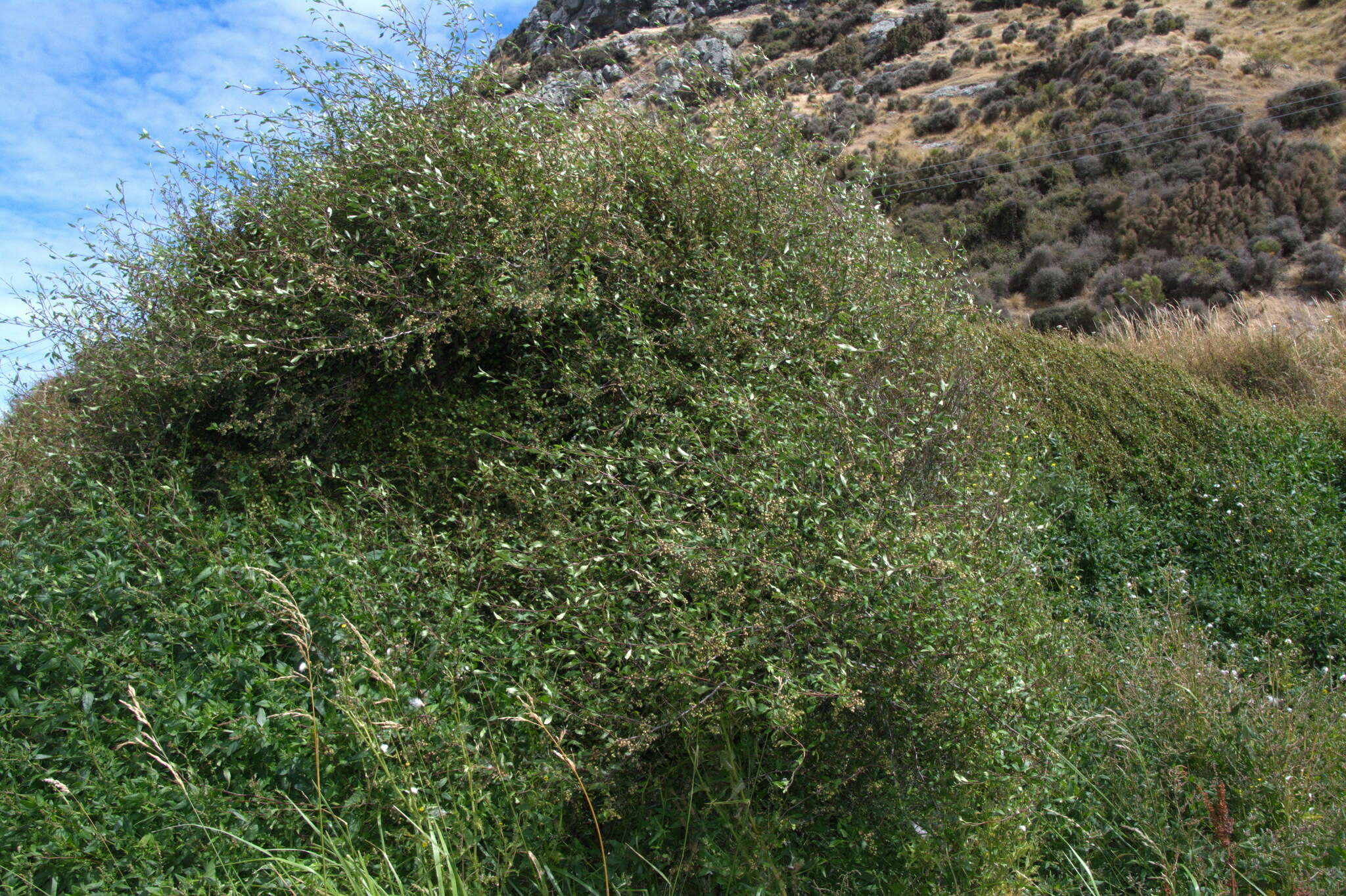 Image of Plagianthus cymosus Cockayne & Allan