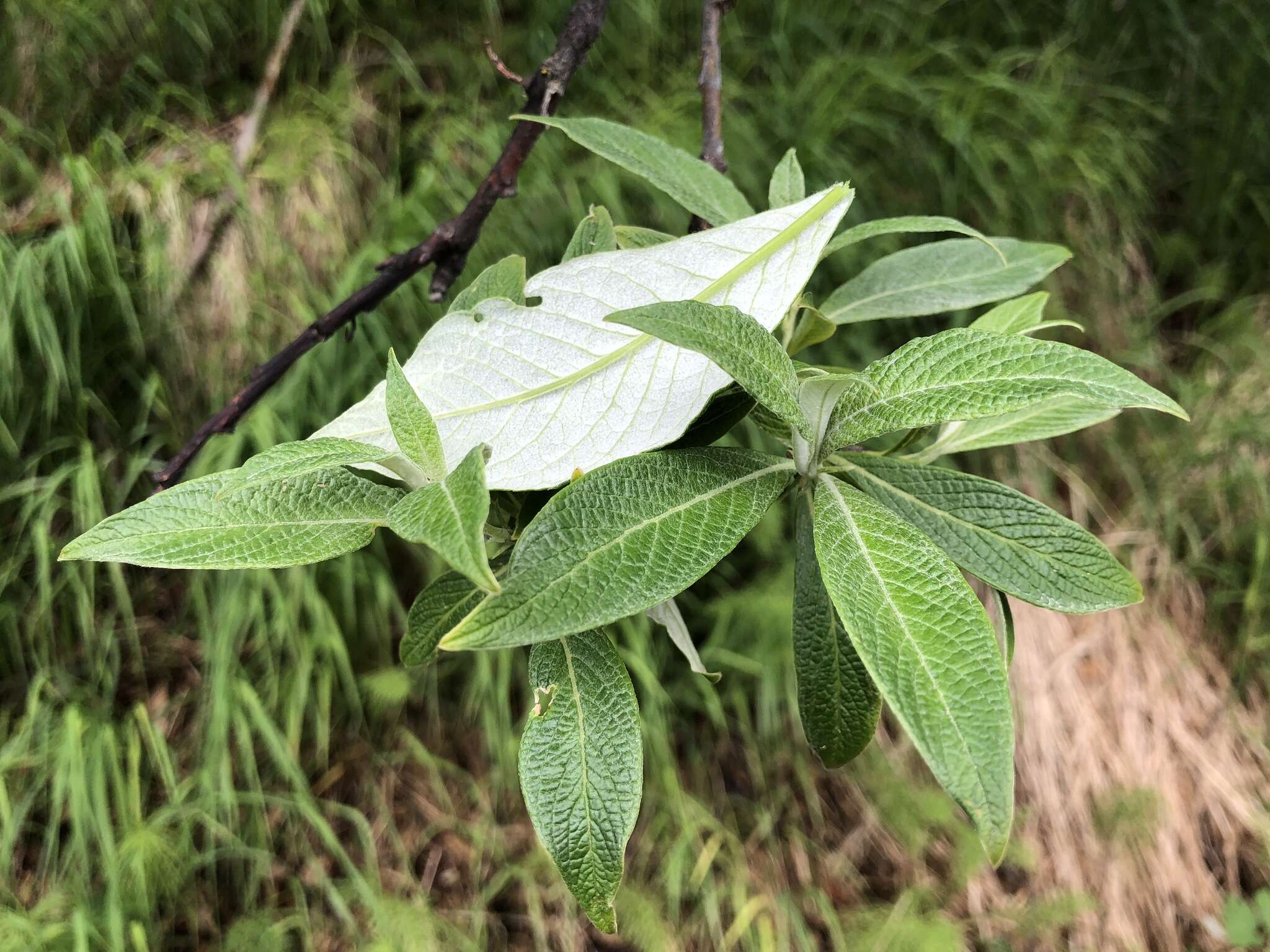 Image de Salix alaxensis (Anderss.) Coville