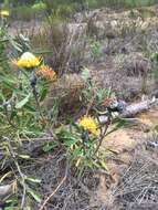 Plancia ëd Leucospermum muirii Phillips