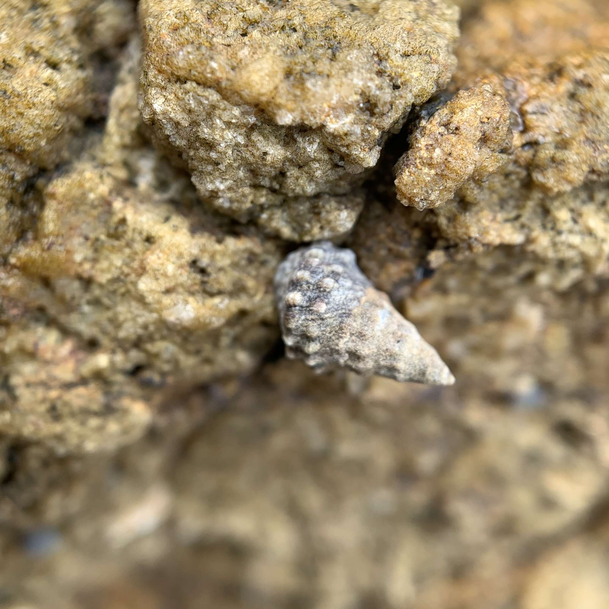 Image of Echinolittorina malaccana (Philippi 1847)