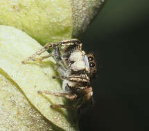 Image of Habronattus mexicanus (Peckham & Peckham 1896)