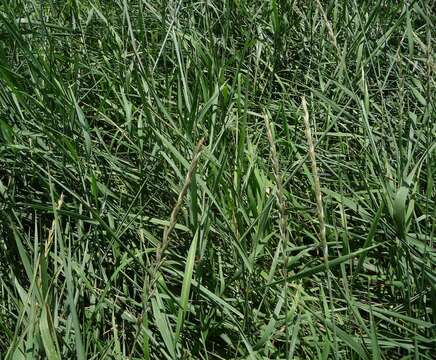 Image of Elymus repens subsp. repens