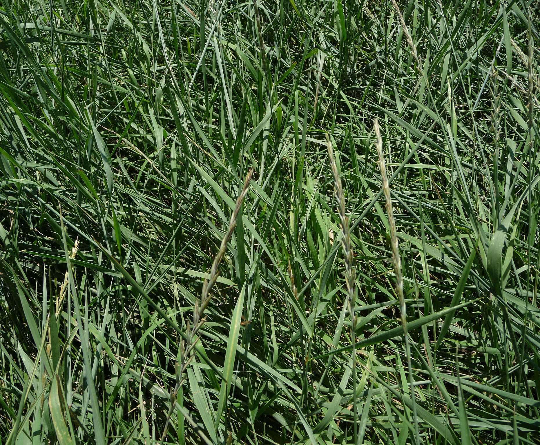 Слика од Elymus repens subsp. repens