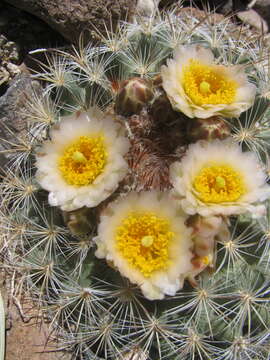 Image of mountain ball cactus