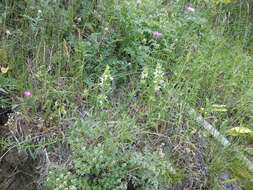 Image of Stachys atherocalyx K. Koch