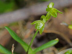 Imagem de Angraecum sacciferum Lindl.