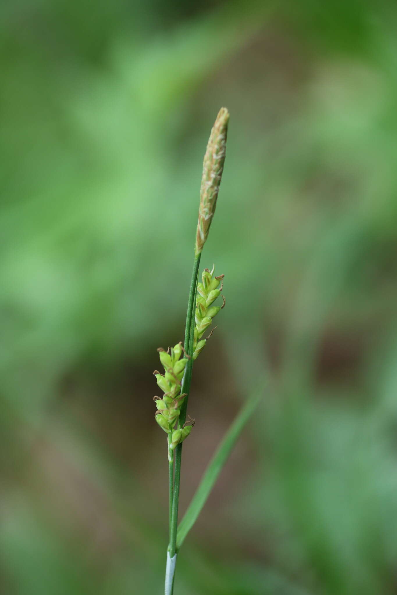 Image of pretty sedge