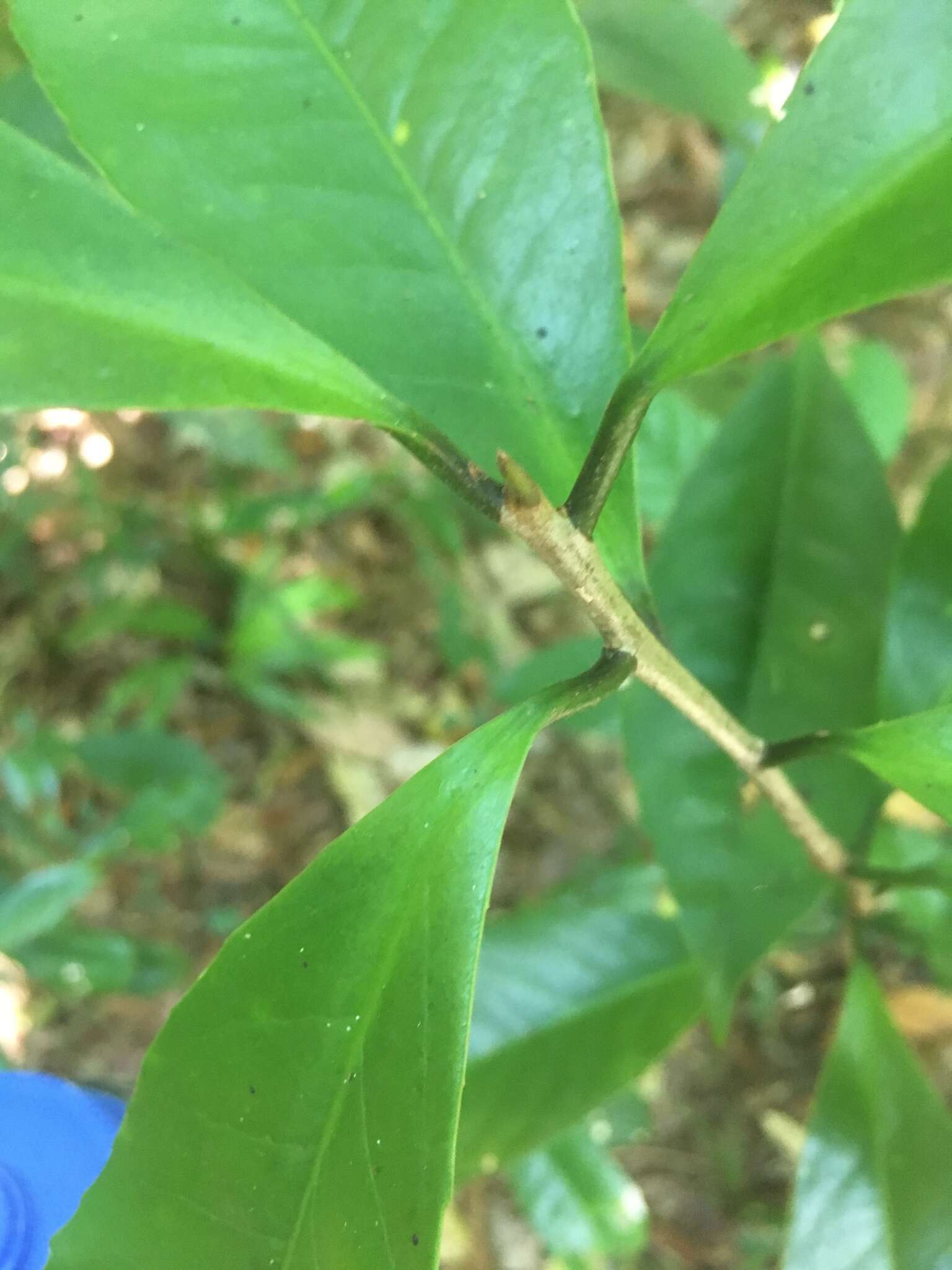 Image of Symplocos cochinchinensis (Lour.) Moore