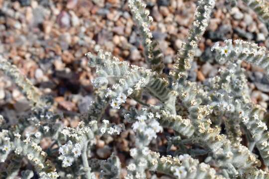 Image of Heliotropium tubulosum E. Mey. ex DC.