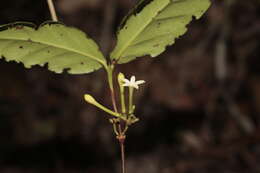 Image of Cyclophyllum balansae (Baill.) Guillaumin