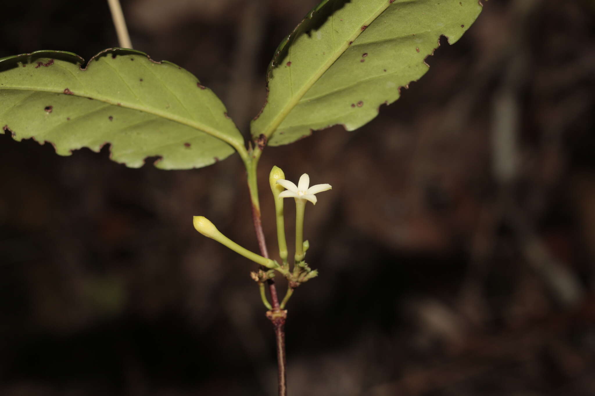 صورة Cyclophyllum balansae (Baill.) Guillaumin