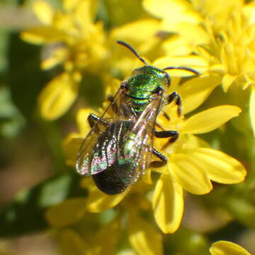 Image of Augochlorella aurata (Smith 1853)