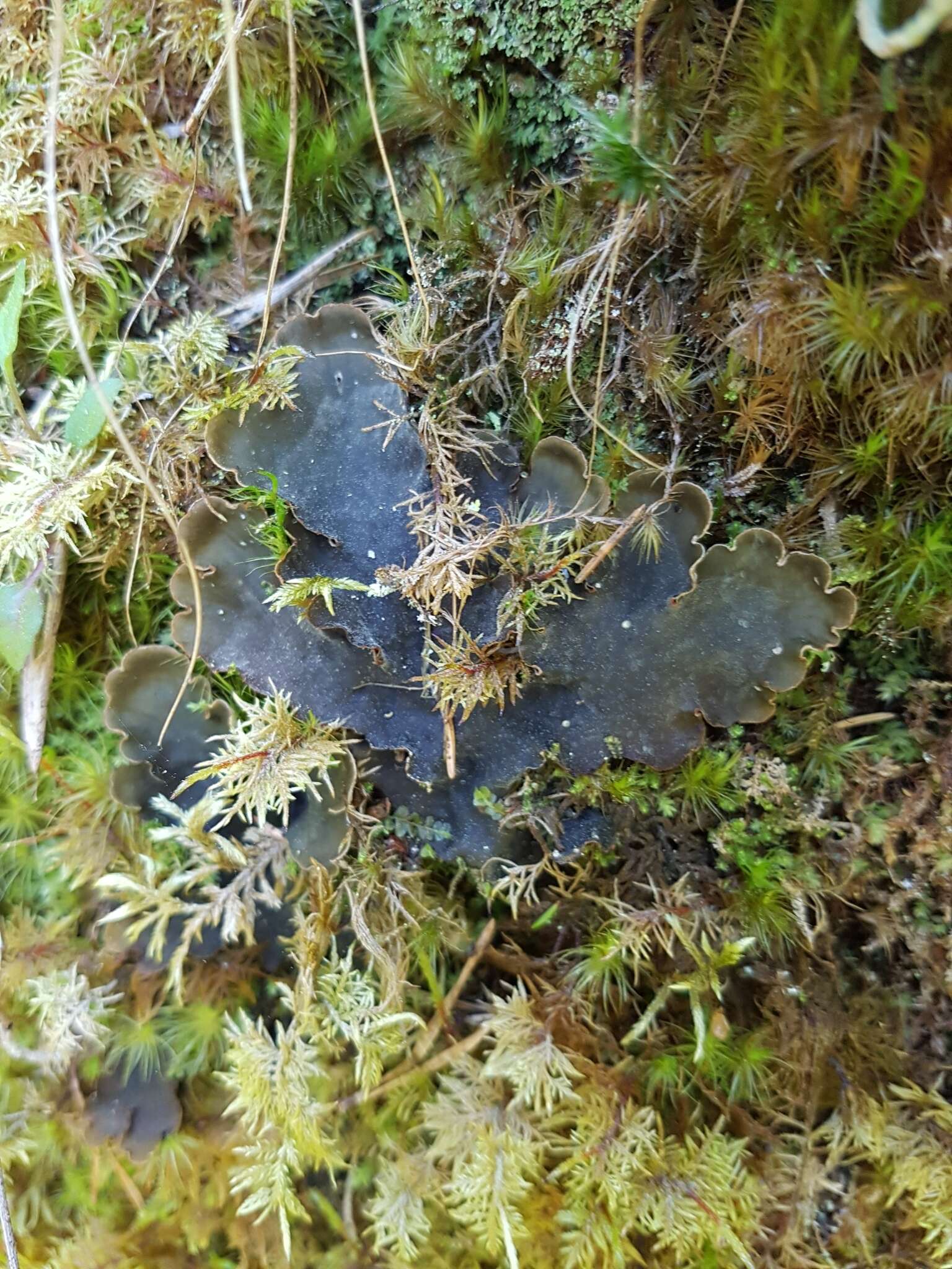 Image of felt lichen