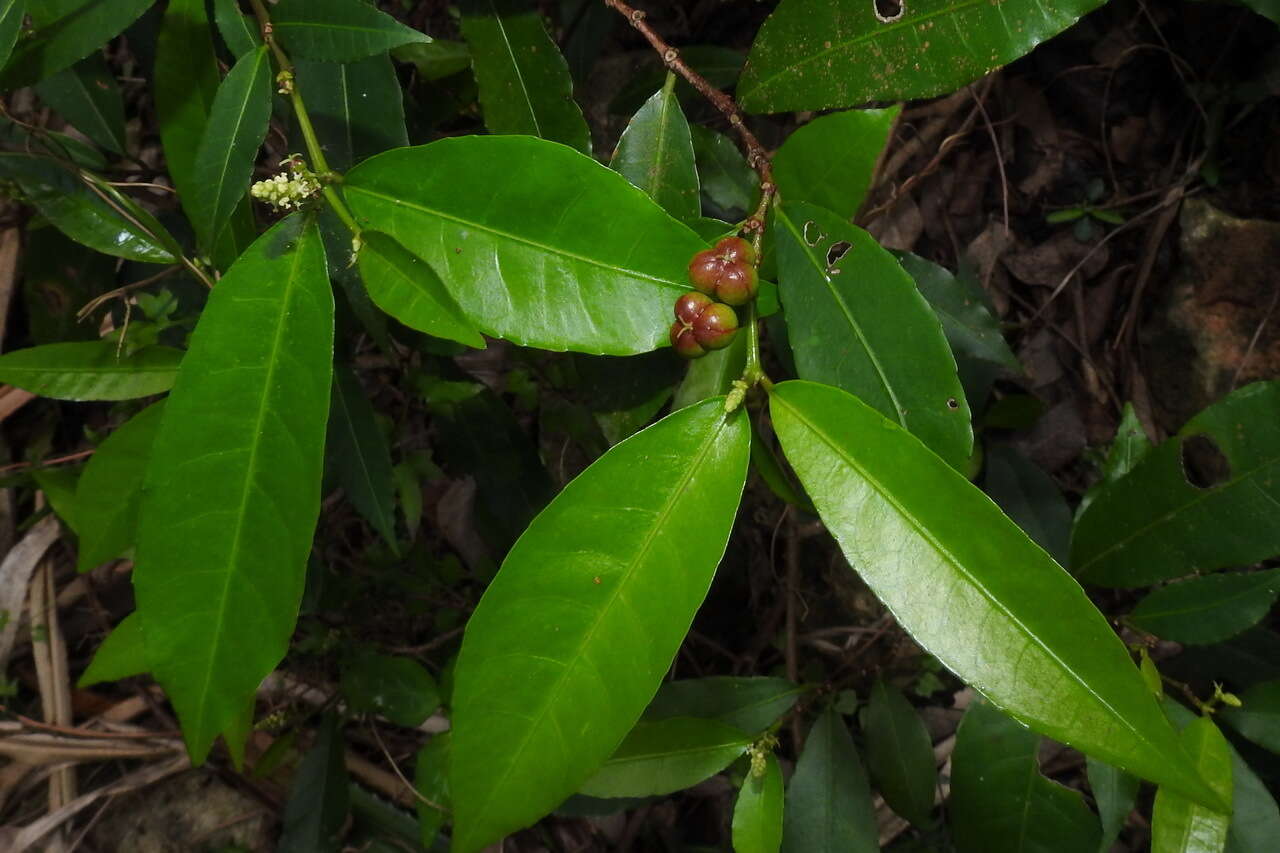 Image of Excoecaria formosana (Hayata) Hayata & Kawak.