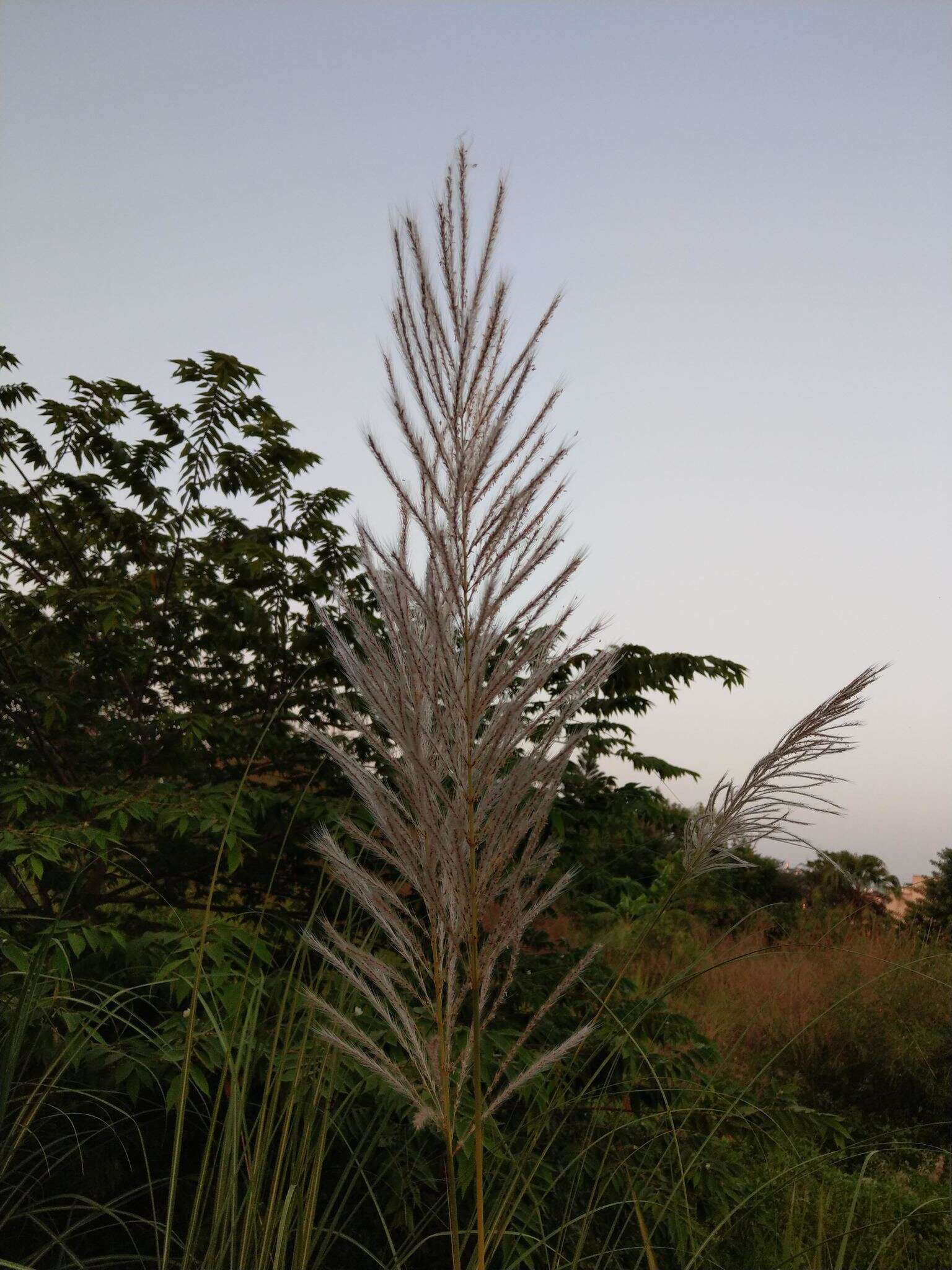 Saccharum spontaneum L. resmi