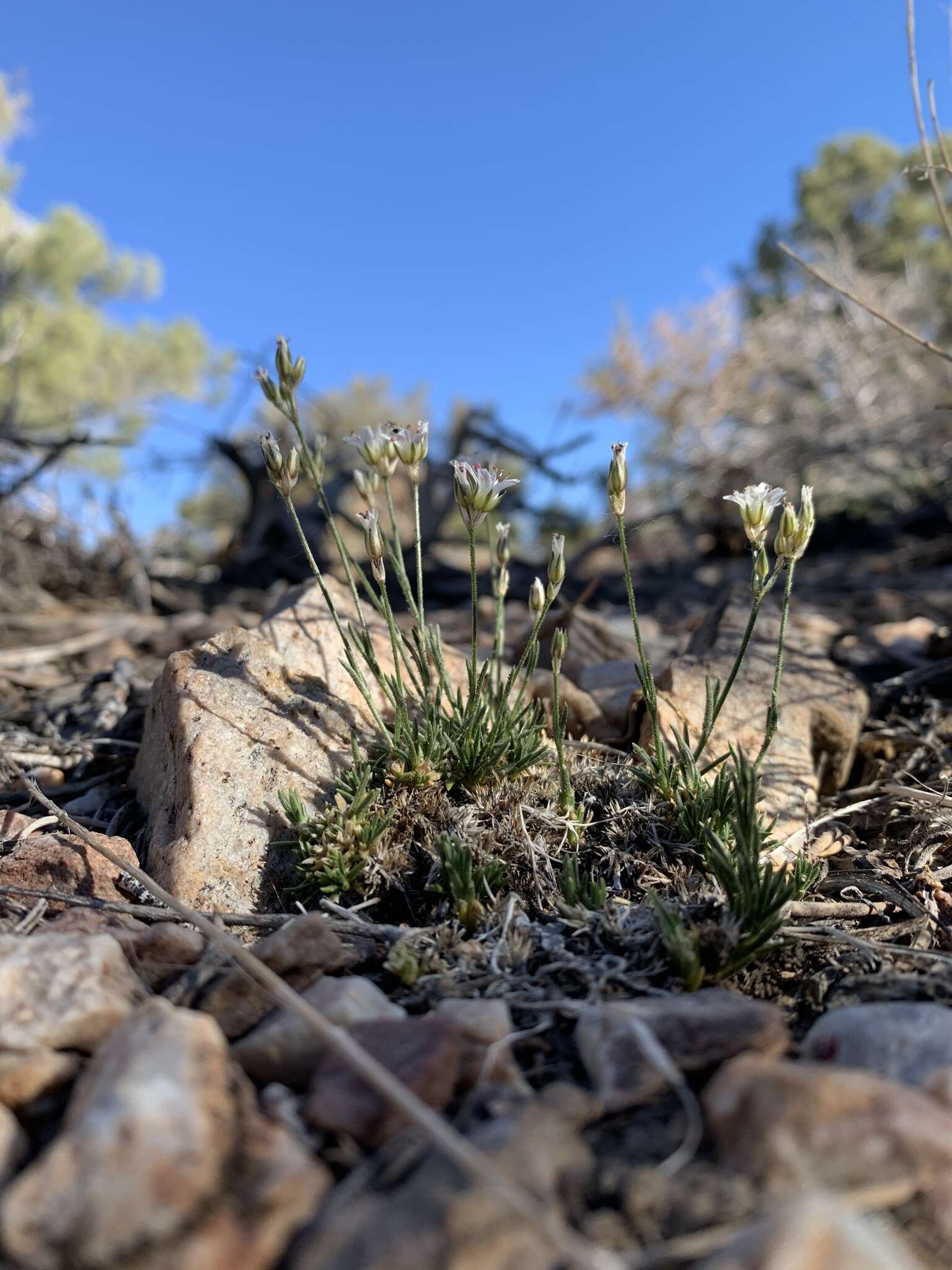 Image of Charleston sandwort