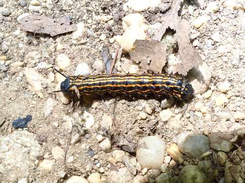 Image of Orange-tipped oakworm moth