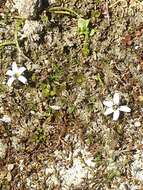 Image of Lobelia perpusilla Hook. fil.