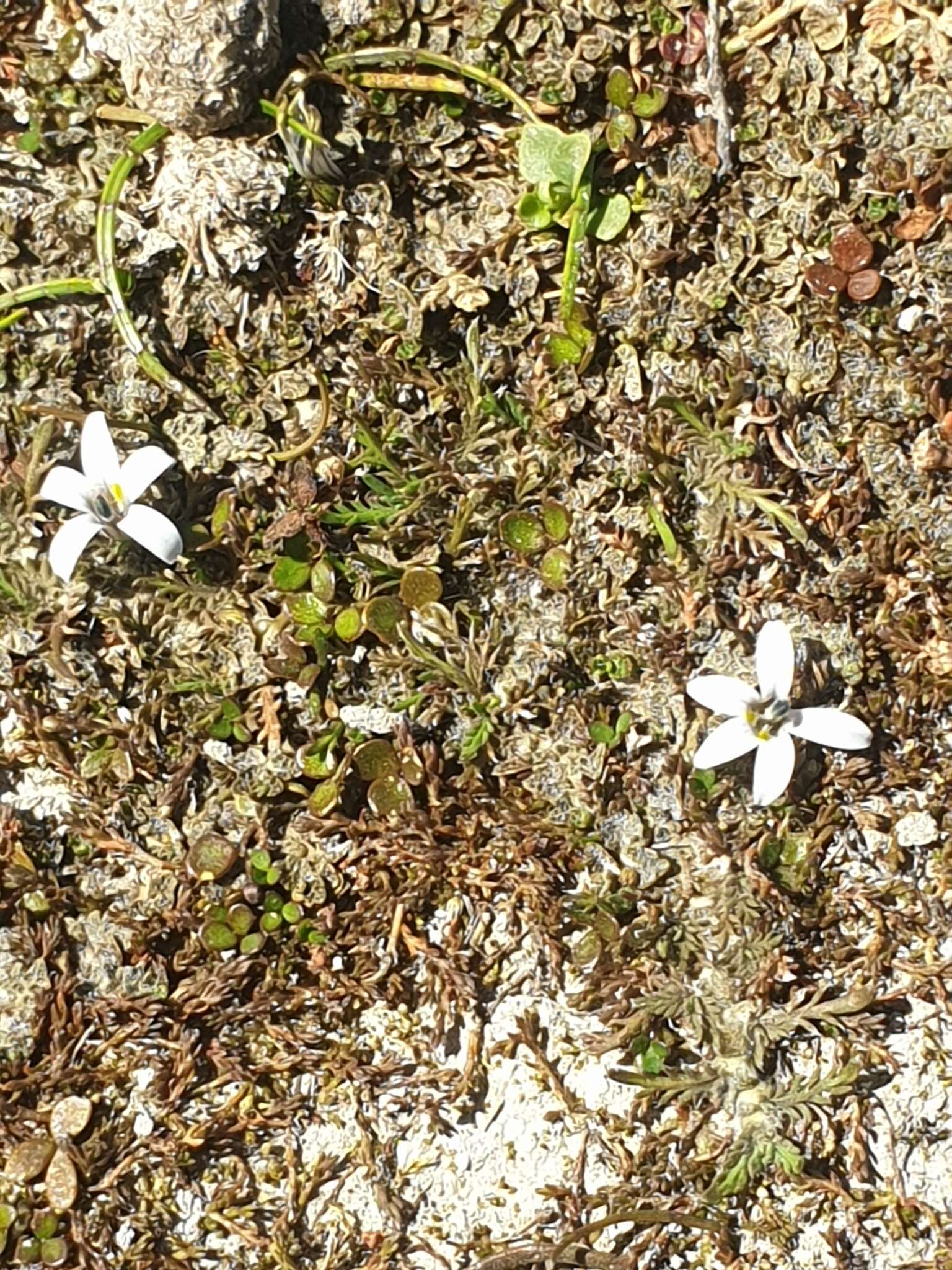 Image of Lobelia perpusilla Hook. fil.