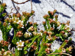 Image of Diosma oppositifolia L.