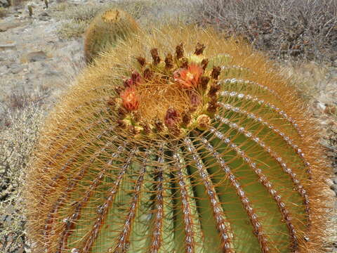 Image of Ferocactus diguetii (F. A. C. Weber) Britton & Rose