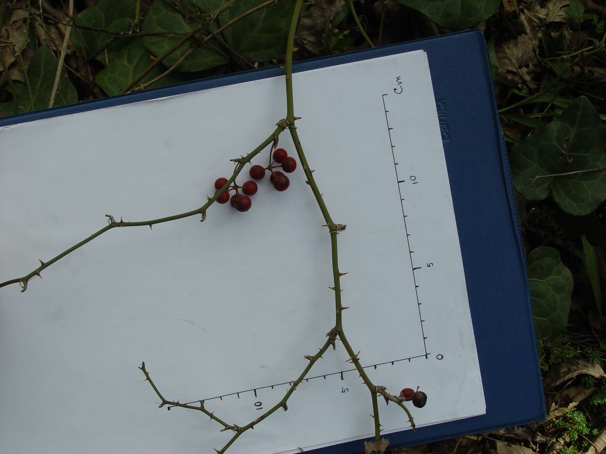 Image of Smilax excelsa L.