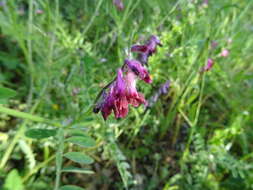 Plancia ëd Vicia benghalensis var. benghalensis