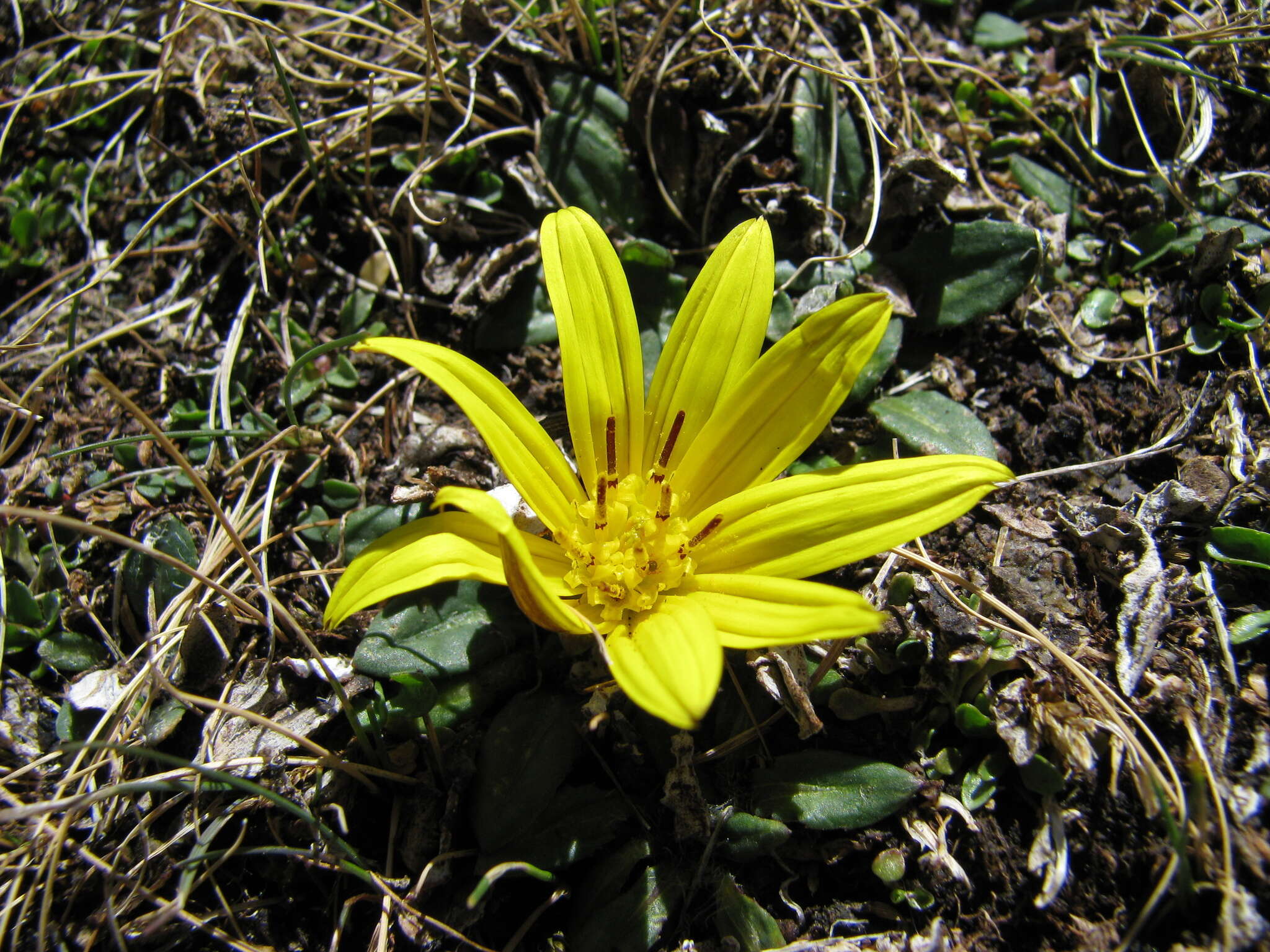 Image of Haplocarpha nervosa (Thunb.) Beauv.