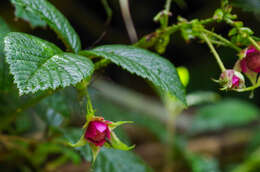 Image of Rubus roseus Poir.