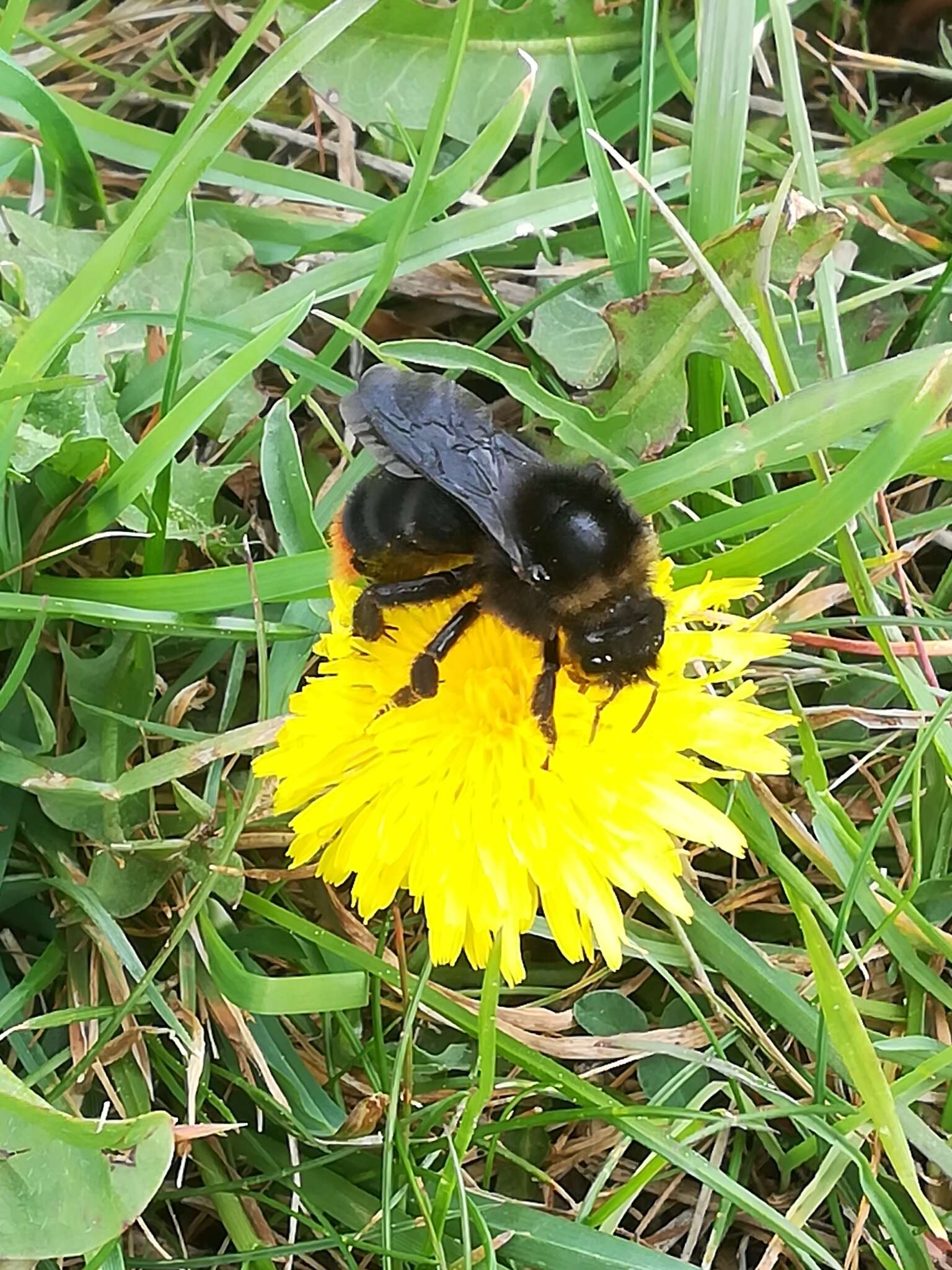 Image of Bombus rupestris (Fabricius 1793)