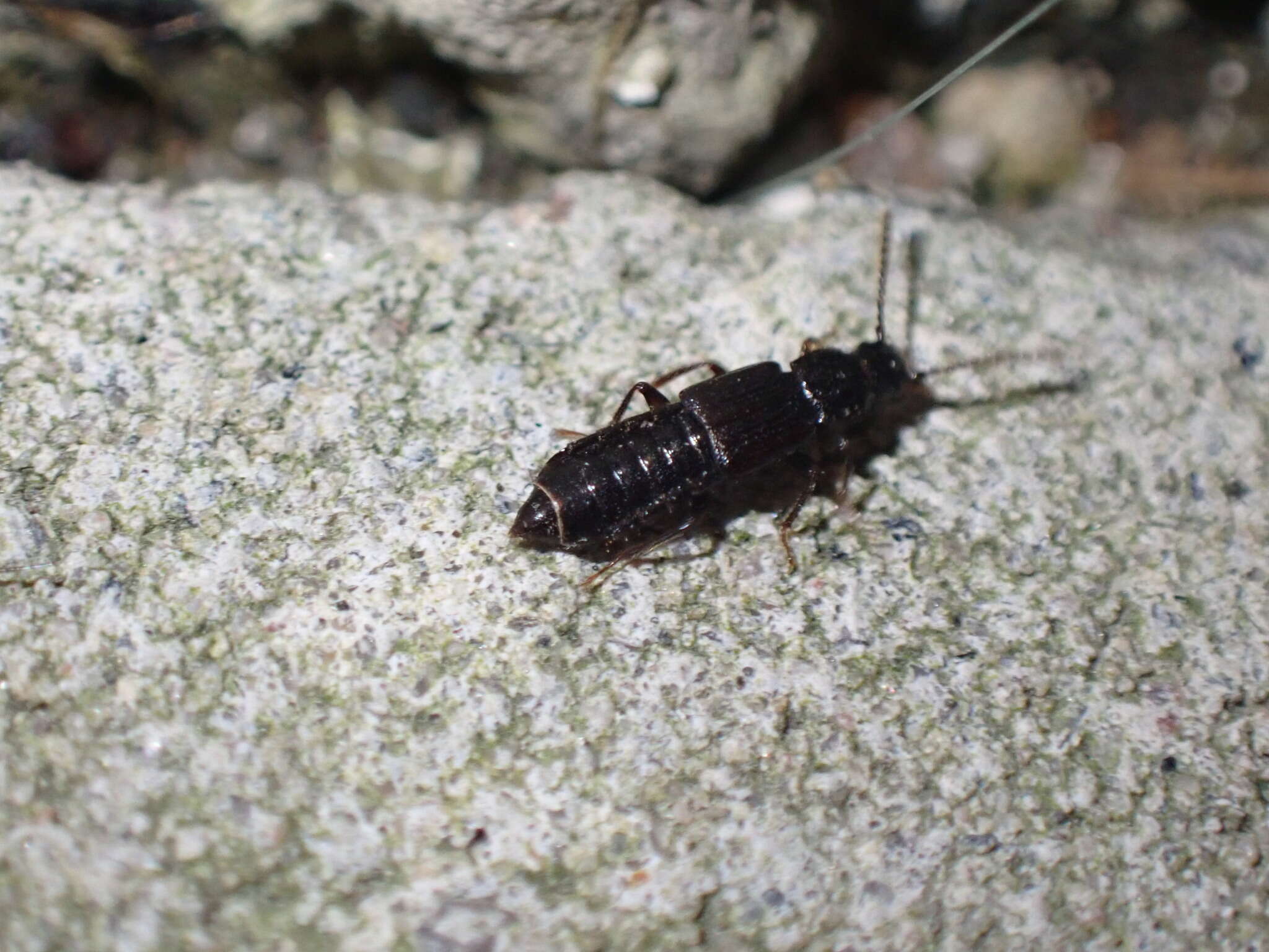 Imagem de Coprophilus (Coprophilus) striatulus (Fabricius 1792)