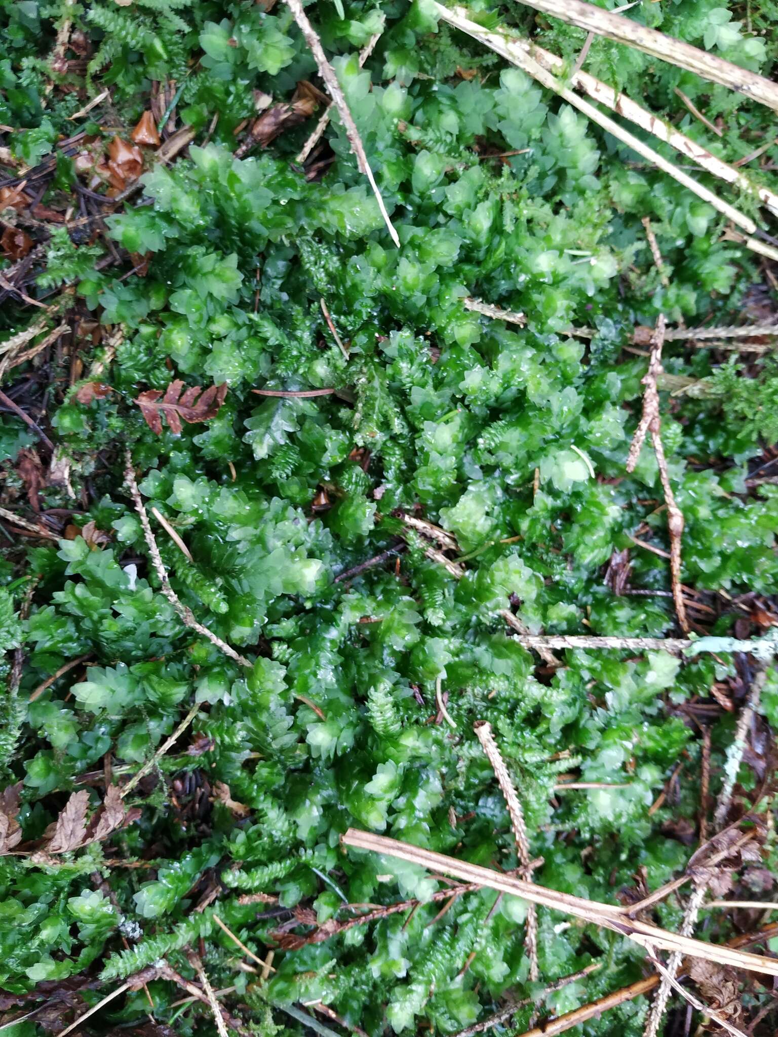 Image of hookeria moss