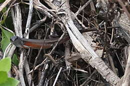 Image of Closed-litter Rainbow-skink