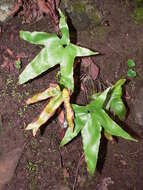 Plancia ëd Asplenium hemionitis L.