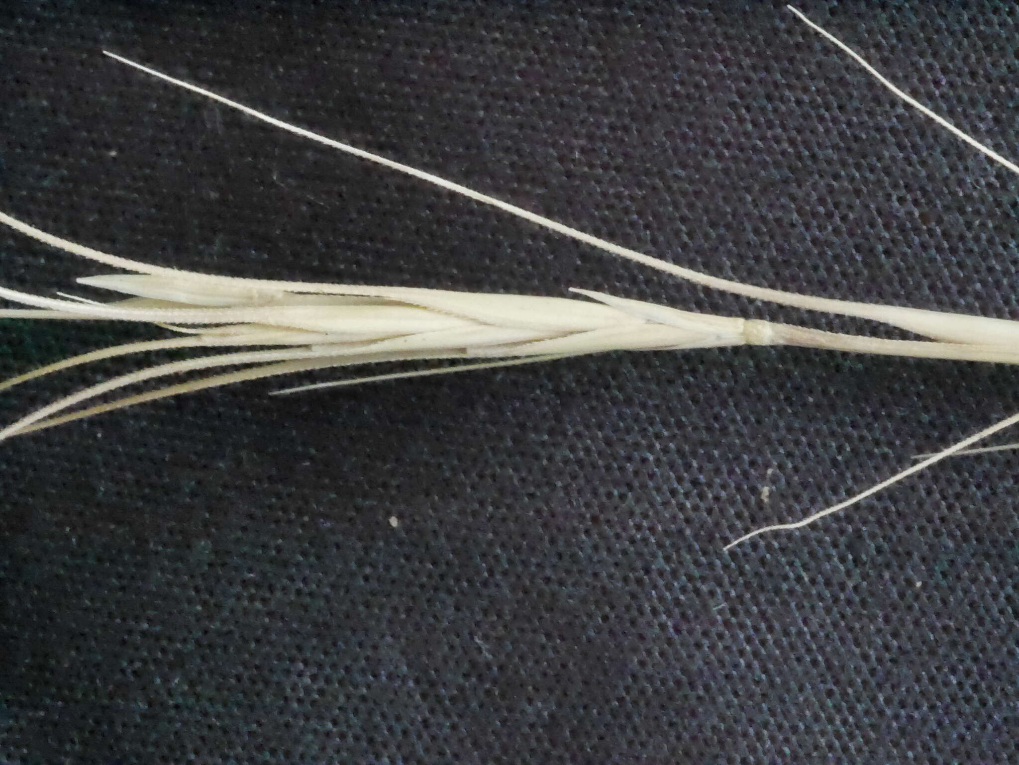 Image of Anthosachne scabra (R. Br.) Nevski