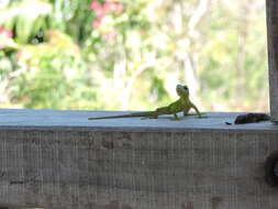 Image of Panther Anole